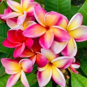 Meet your Posher, Maggie